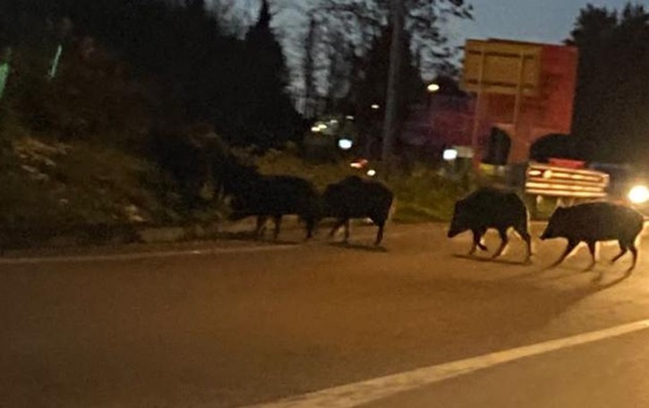 Cinghiali, allarme per la peste suina Appello alla Regione dall’Olgiatese