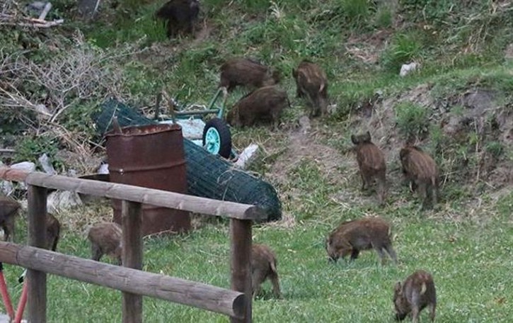 Riserva Pian Spagna Ottanta “cacciatori” per cervi e cinghiali