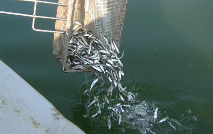 Tremezzina, i pescatori al governo «Lavarelli nel lago subito»