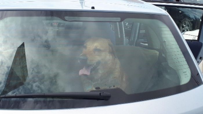 Mariano, cane chiuso in auto al sole Salvato rompendo il finestrino ...