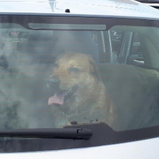 Mariano, cane chiuso in auto al sole Salvato rompendo il finestrino ...