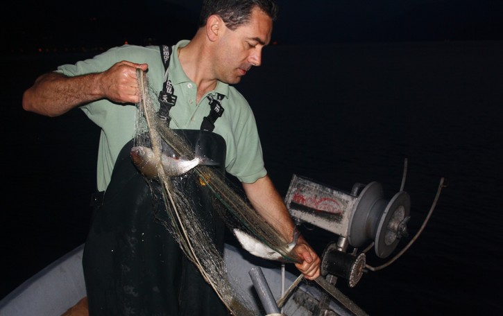 Il ritorno di persici e lavarelli Aumenta il pescato nel Lario