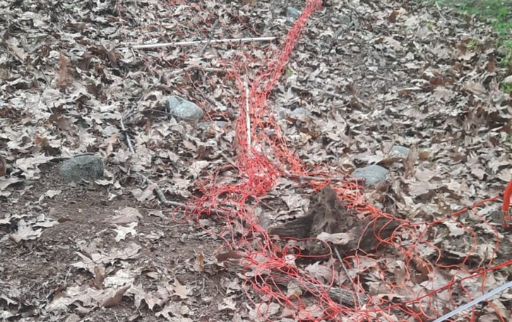 Pascolo devastato dai cinghiali «Mollo tutto a Ronago, vado in Ticino»