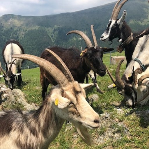 Capra di Livo e Pecora Brianzola tra le razze che in Lombardia rischiano l’estinzione. Allarme Capra di Livo e Pecora Brianzola tra le razze che in Lombardia rischiano l’estinzione. Allarme