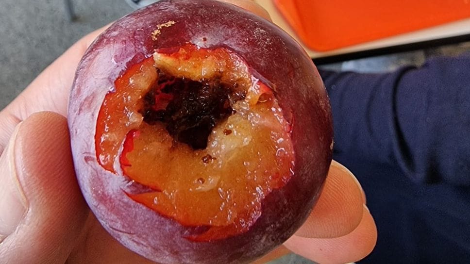 Uno dei frutti serviti in mensa e “segnalati” dai genitori Uno dei frutti serviti in mensa e “segnalati” dai genitori