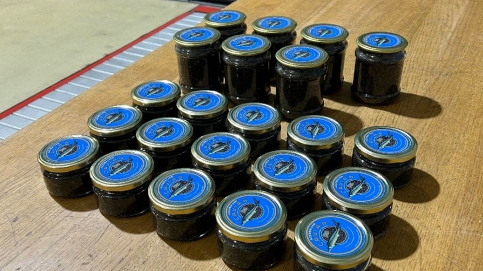 Il caviale sequestrato Il caviale sequestrato