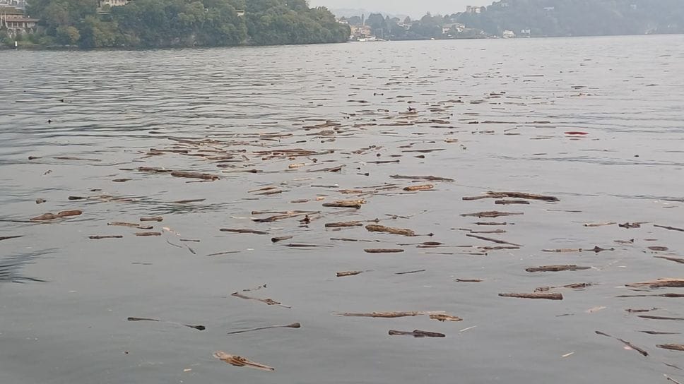 Pezzi di legno sospesi davanti all’isola Comacina: c’è il rischio che possano danneggiare le eliche Pezzi di legno sospesi davanti all’isola Comacina: c’è il rischio che possano danneggiare le eliche