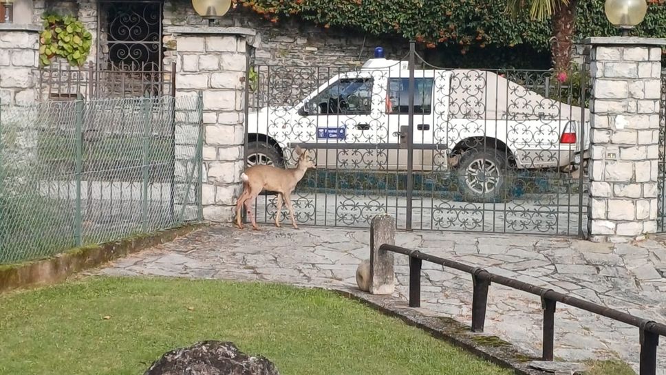 L’aggressione al capriolo è durata circa mezz’ora