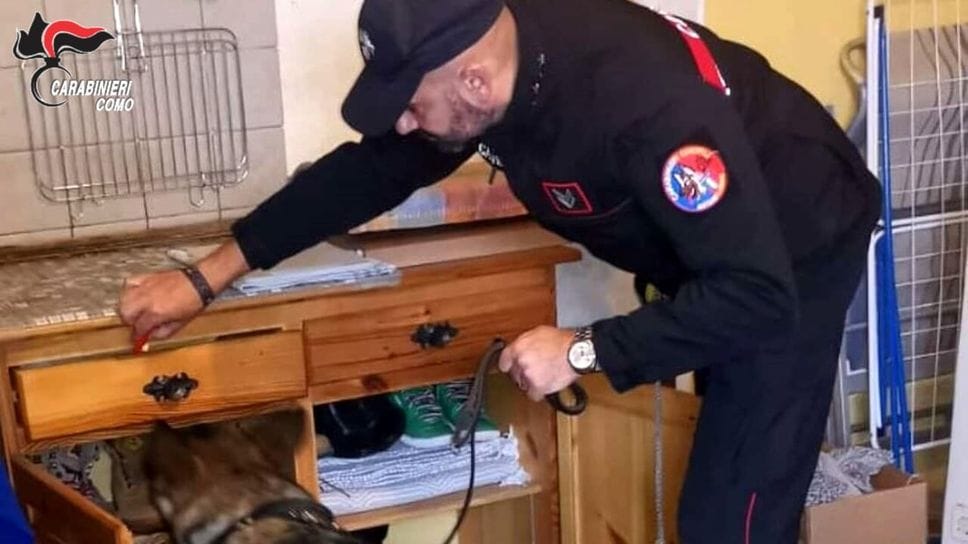 Il cane Mitch in azione Il cane Mitch in azione