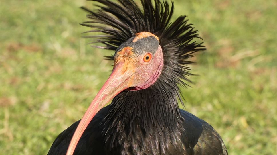 L’esemplare di Ibis noto con il nome di Zaz