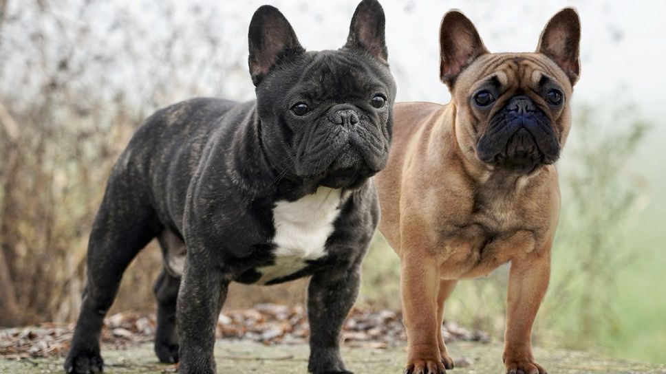 Una coppia di bulldog francesi (foto Ilario F via Wikimedia Commons)