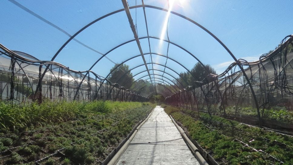 La serra di Floricoltura Pironi a Vertemate con Minoprio