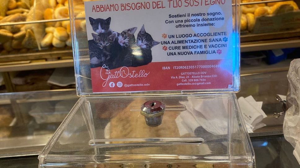 Il salvadanaio per il Gattostello