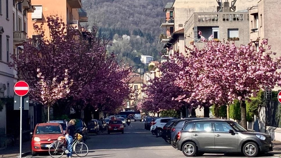 I ciliegi fioriti in via XX Settembre, nell’aprile scorso