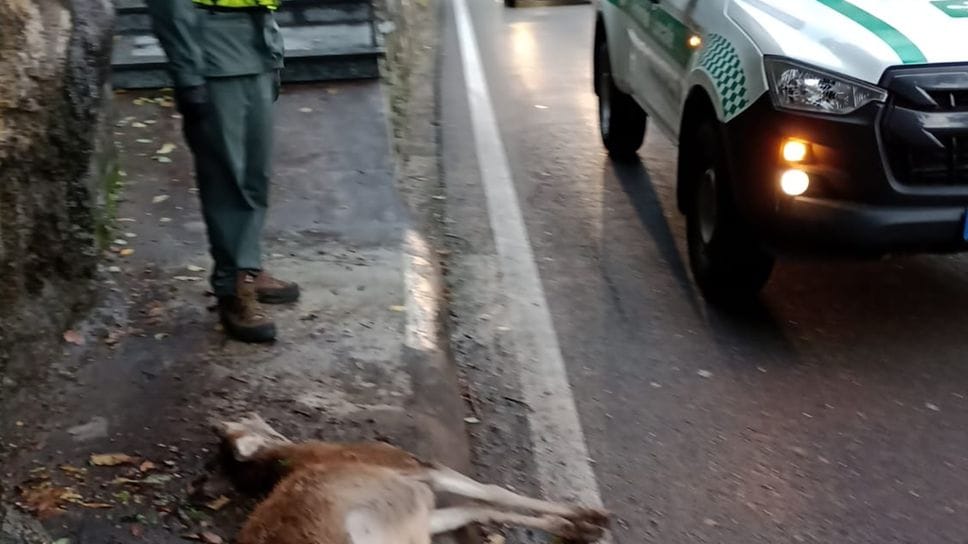 Un ungulato morto dopo uno scontro sulla Statale Regina a Brienno