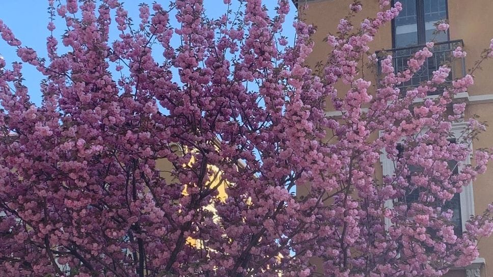 Uno dei ciliegi di via XX Settembre che il Comune intende abbattere