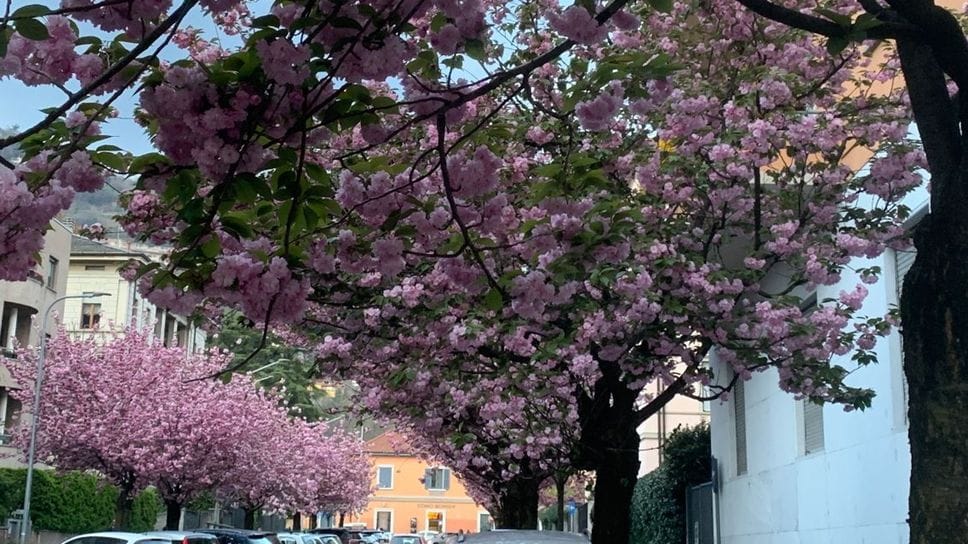 Lo spettacolo dei ciliegi fioriti in via XX Settembre