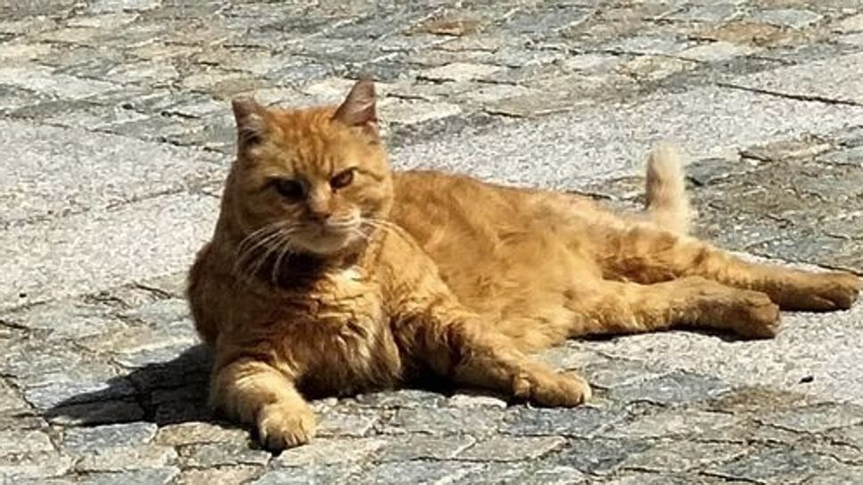 Camillo era stato adottato dal paese