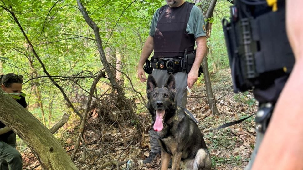 Una operazione di controllo nei boschi da parte della Polizia provinciale (Archivio)