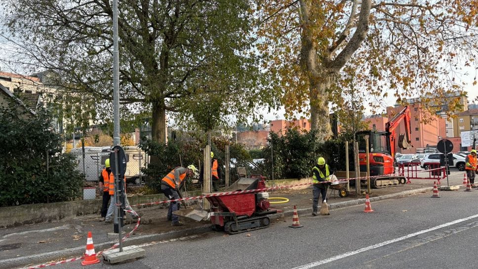 Ieri mattina i ciliegi morti di via Aldo Moro sono stati sostituiti dai peri