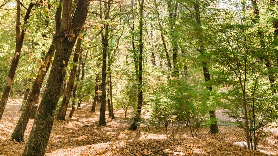 Il bosco della Tenuta de l’Annunziata a Uggiate Trevano (CO) dove si praticano “bagni nella foresta”