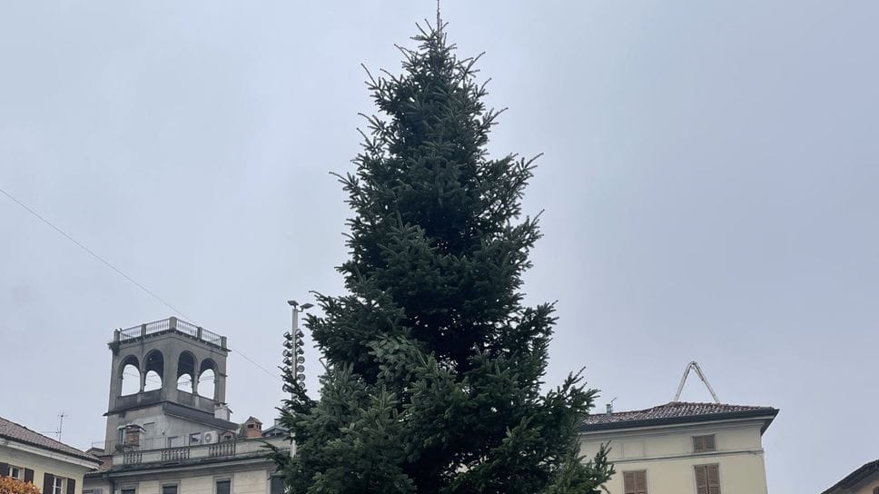 L’abete zavorrato in piazza Garibaldi: un bell’albero alto nove metri