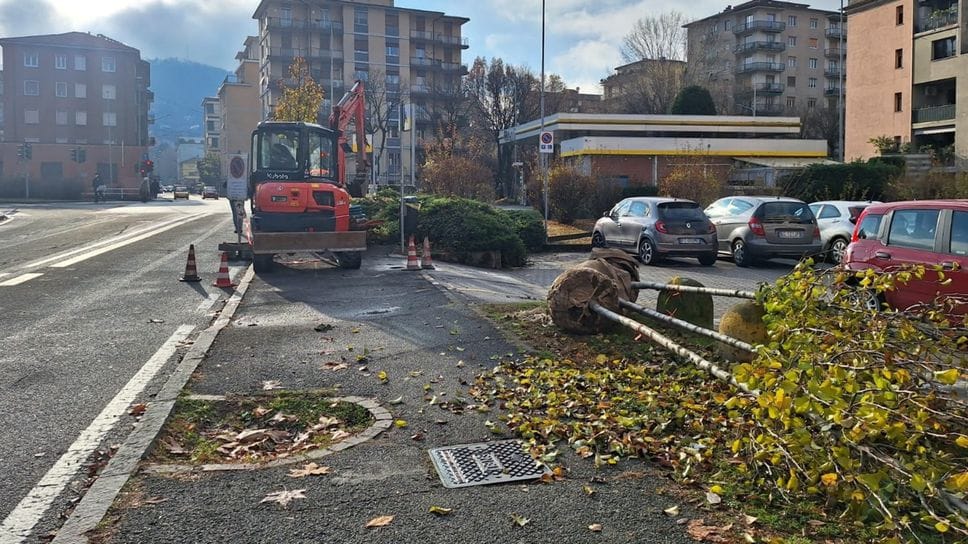 Il taglio dei ciliegi in via Aldo Moro
