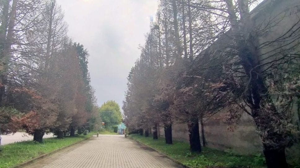 Le venti piante del viale del cimitero che saranno abbattute perchè irrimediabilmente malate