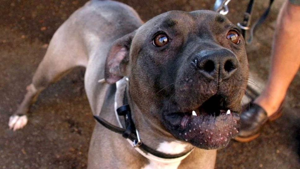 Il cane era un pitbull