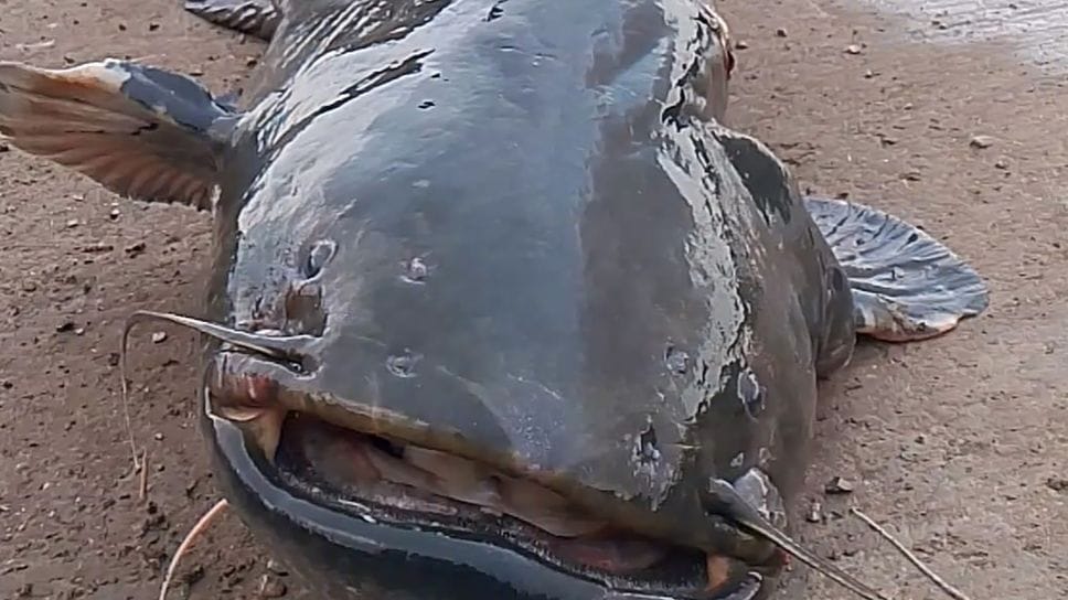 Un pesce siluro pescato nel lago di Pusiano (Foto Bartesaghi)