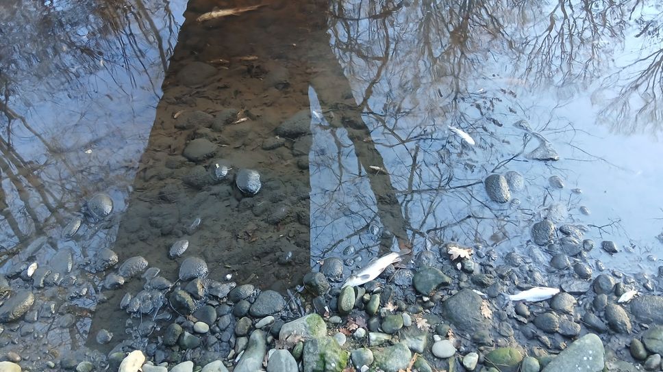 Prelevati diversi pesci morti per le analisi e le indagini