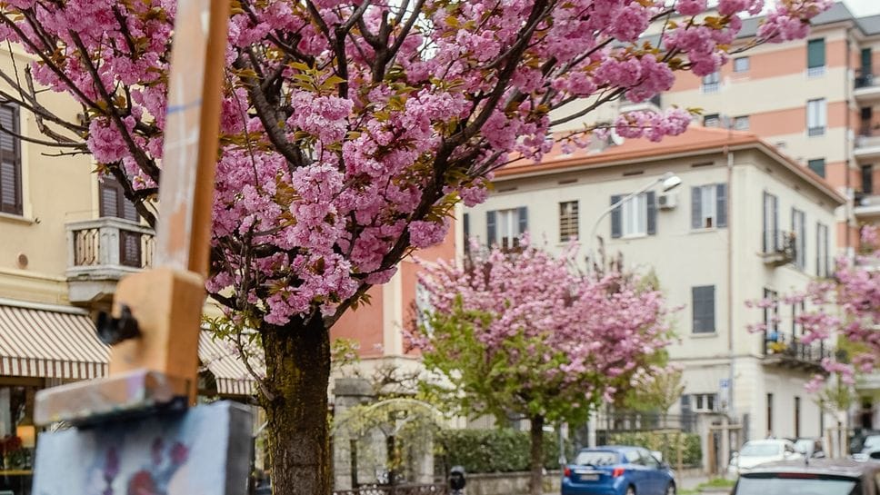 La fioritura dei ciliegi di via XX Settembre