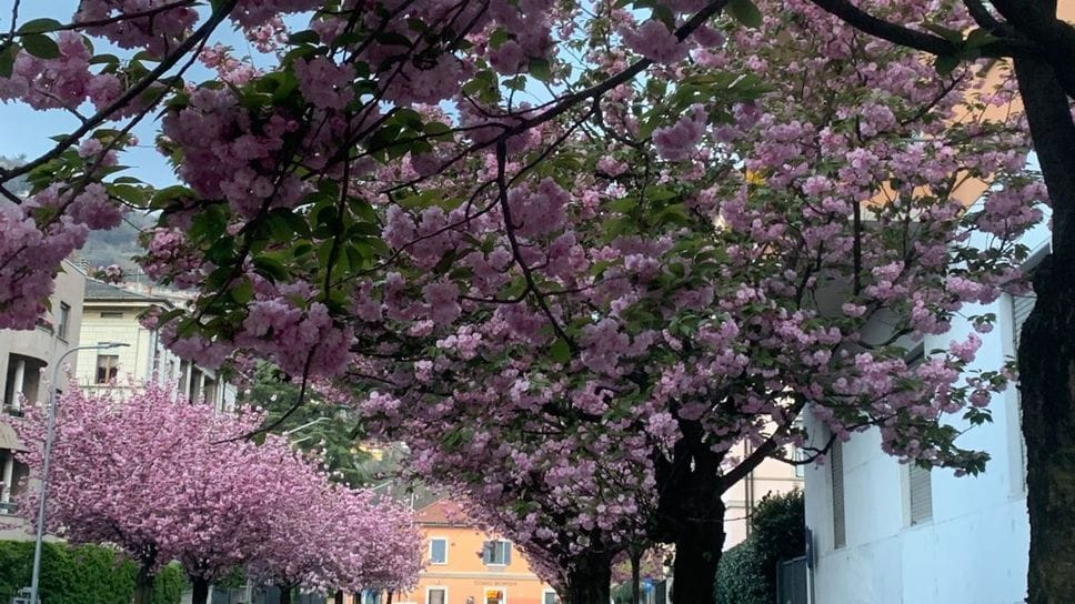 La fioritura dei ciliegi in via XX Settembre