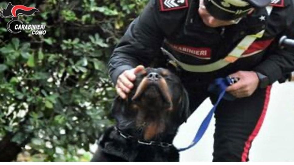 Il cane che era stato abbandonato: è stato salvato dai carabinieri