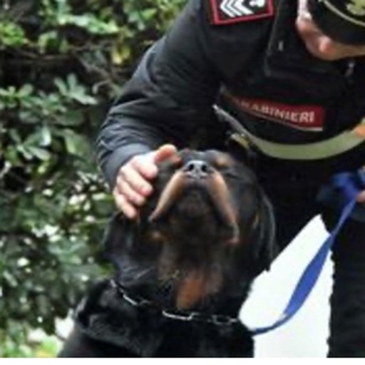 Cane abbandonato sul balcone: salvato dai carabinieri - Cronaca, Lurate ...