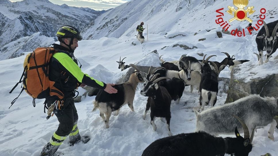Un momento dell’operazione dei Vigili del fuoco che sono riusciti a recuperare gli animali dispersi in quota