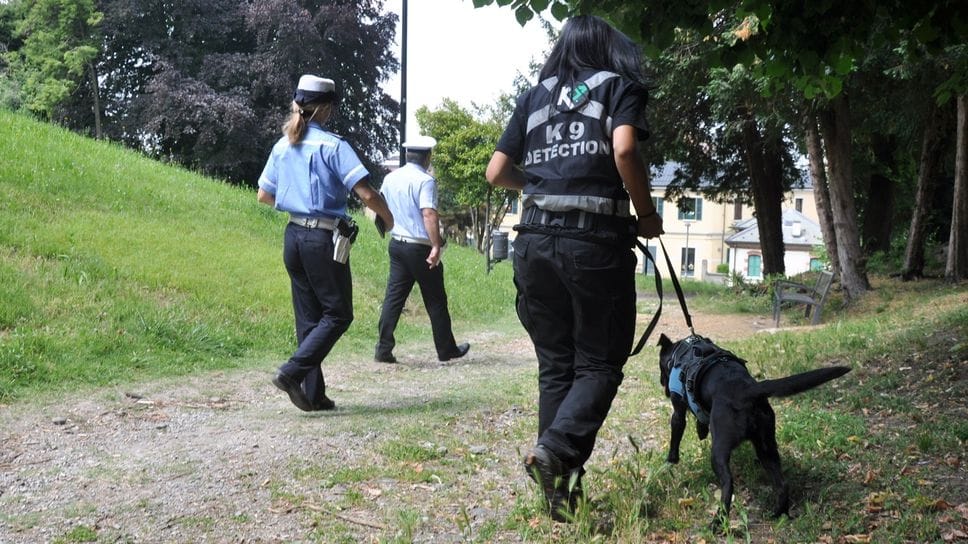 Un cane antidroga in azione con la polizia locale