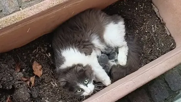 La gatta e i suoi micetti
