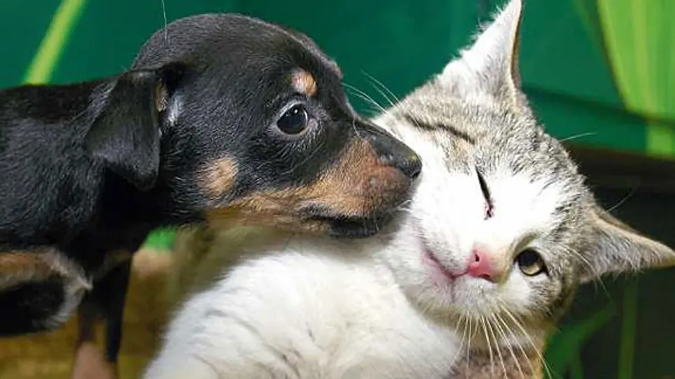 I canturini si sono scoperti amanti degli animali I canturini si sono scoperti amanti degli animali