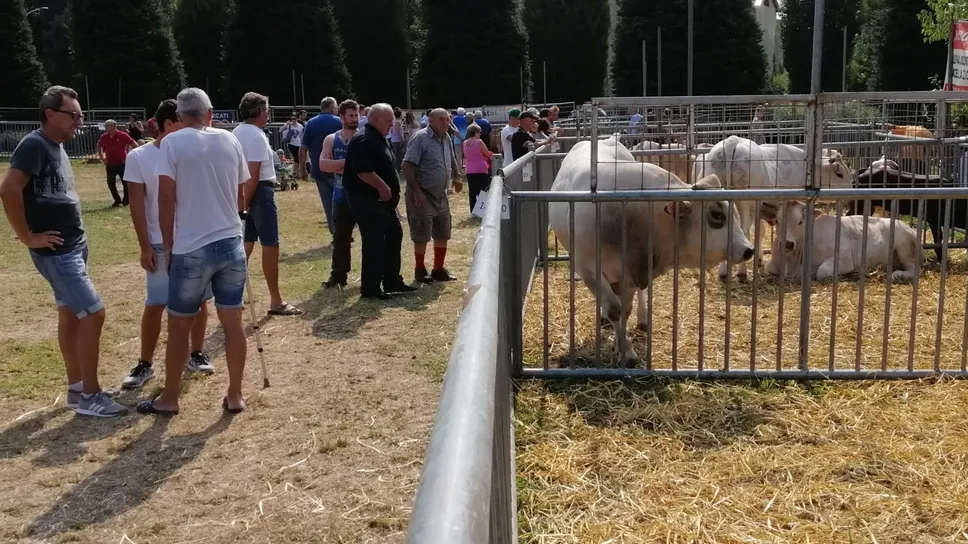Il cuore della kermesse restano comunque gli animali da allevamento