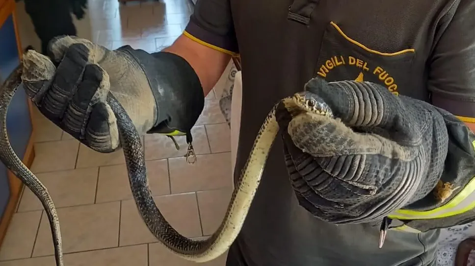 Il recupero del serpente