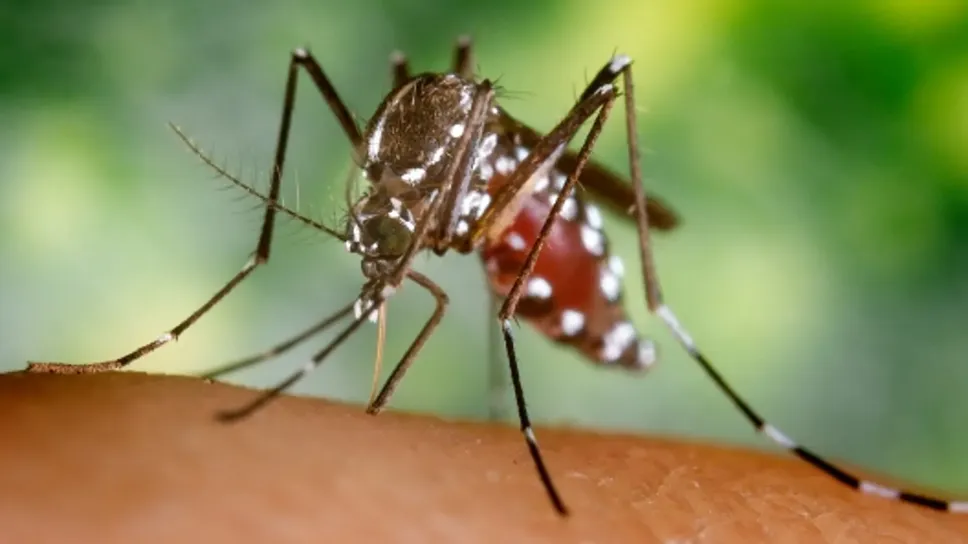Il della Chikungunya virus viene trasmesso dalle zanzare