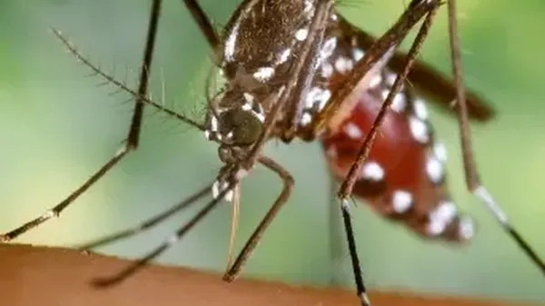 Il virus viene trasmesso dalla zanzara  tigre e dalla aedes aegypti