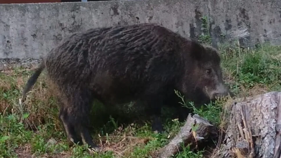 Un cinghiale filmato all’interno dell’ex ospedale Sant’Anna Un cinghiale filmato all’interno dell’ex ospedale Sant’Anna