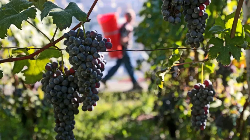 I produttori del Consorzio Igt Terre lariane sono 28 I produttori del Consorzio Igt Terre lariane sono 28