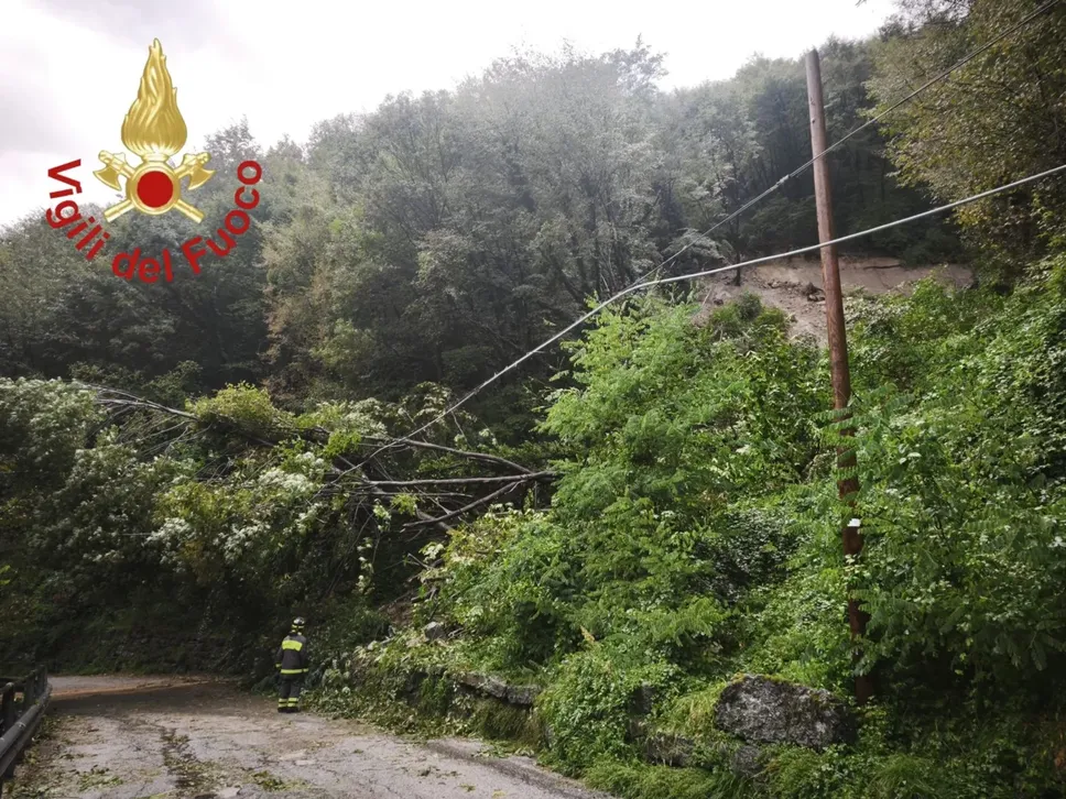 La strada invasa dagli alberi verso il pian del Tivano
