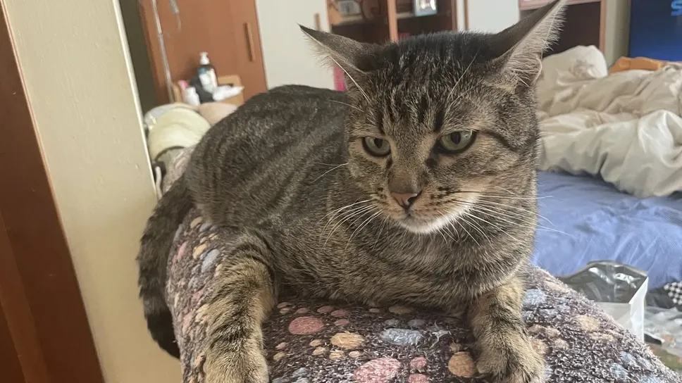 Una bella immagine del gatto Gino