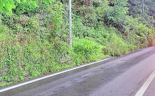 Nei punti in cui la vegetazione invade la strada, niente strisce nuove Nei punti in cui la vegetazione invade la strada, niente strisce nuove