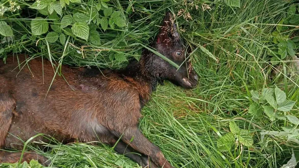 Uno dei capi del gregge di Davide Cagliani attaccato da un lupo Uno dei capi del gregge di Davide Cagliani attaccato da un lupo