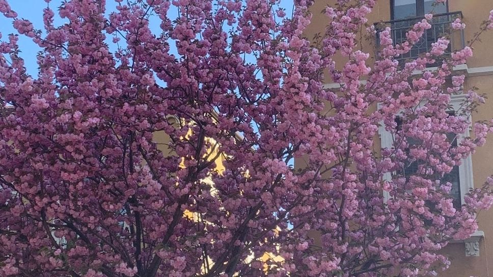 Ciliegi fioriti in via XX Settembre